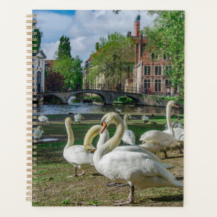 White swans in Bruges downtown Planner