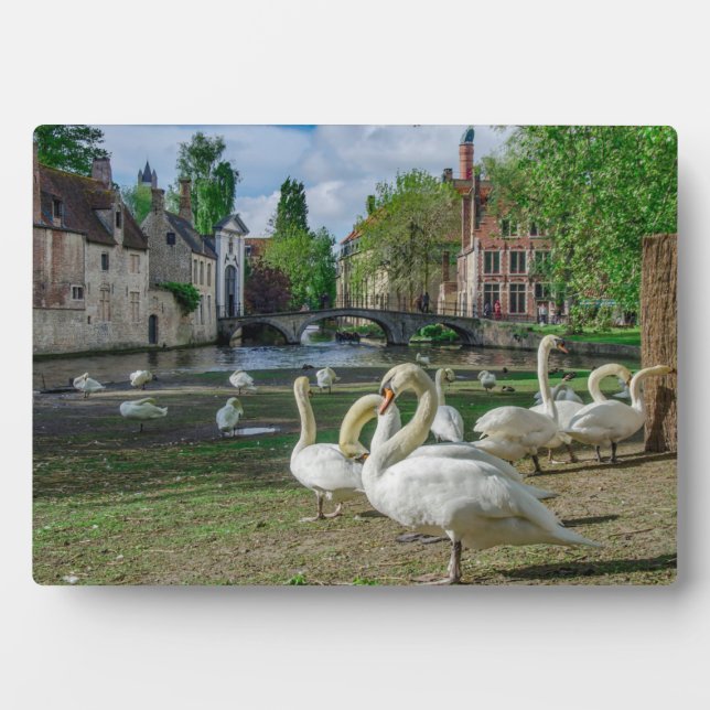White swans in Bruges downtown Plaque (Front)