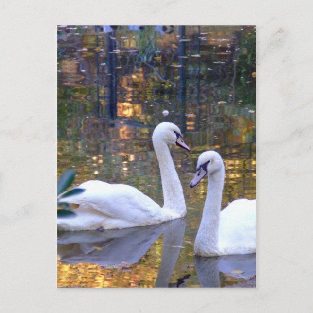 White Swans Post Card (Front)
