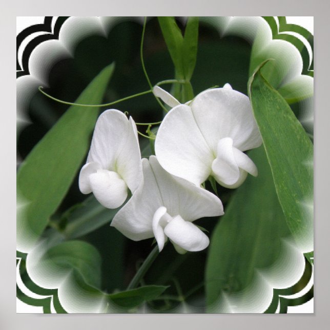White Sweet Pea Poster Print (Front)