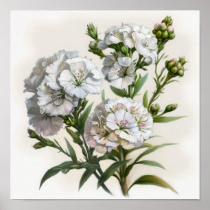 White Sweet William Flower Art Print Poster