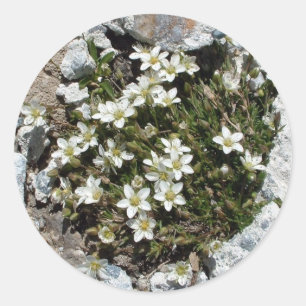 White Swiss Alpine Flowers sticker