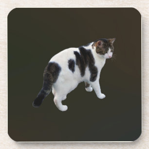 White Tabby With Dark Patches Coaster