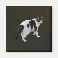 White Tabby With Dark Patches