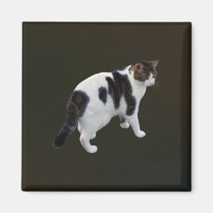 White Tabby With Dark Patches Magnet