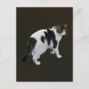 White Tabby With Dark Patches Postcard