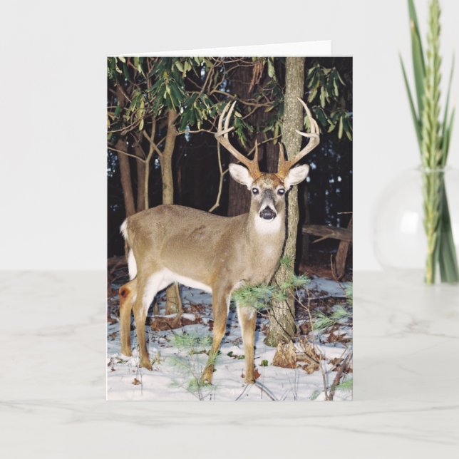 White Tail Buck Greeting Card (Front)