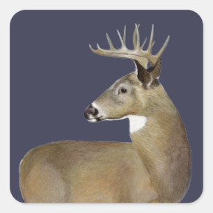 White Tail Buck Square Sticker