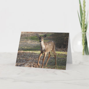 White Tail Deer *blank* Card
