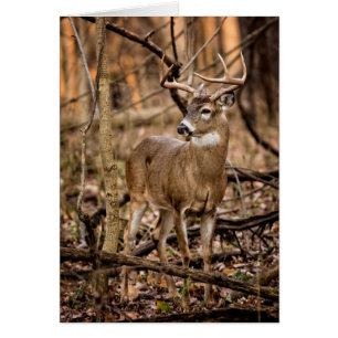 White Tail Deer Buck