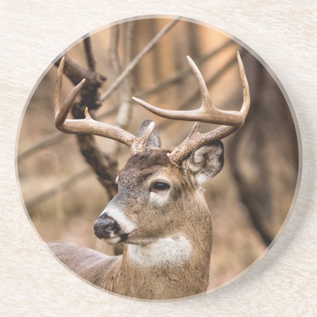 White Tail Deer Buck Coaster (Front)