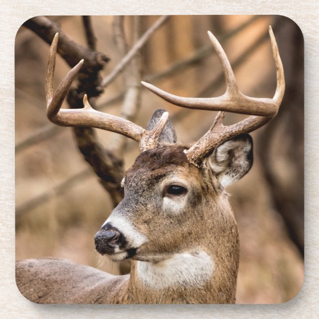 White Tail Deer Buck Coaster (Front)