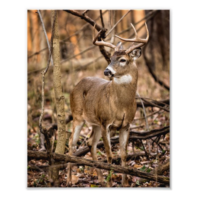 White Tail Deer Buck Photo Print (Front)