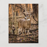 White Tail Deer Buck