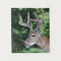 White Tail Deer In Velvet