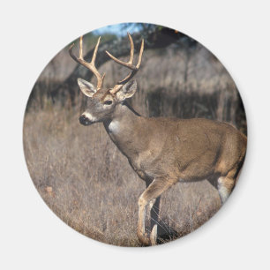 White Tail Deer Magnet