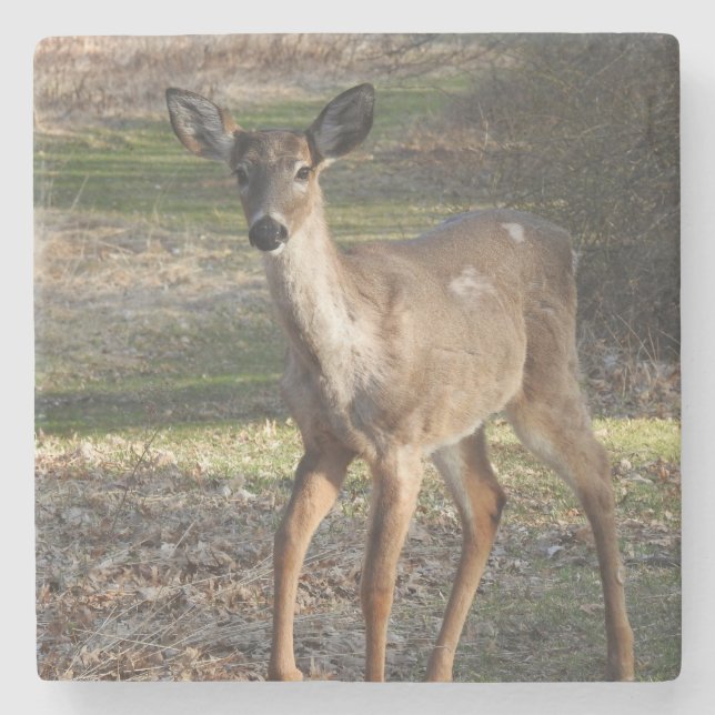 White Tail Deer up close Stone Coaster (Front)