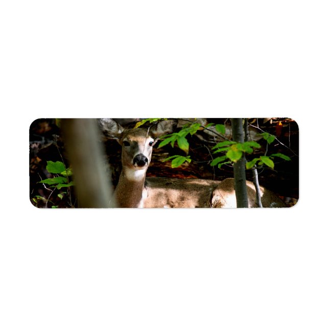 White Tail Doe (Front)