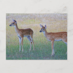 White Tail Fawn Postcard