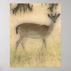 'White-tail Grazing' Poster