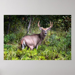 White-Tailed Buck Canvas Poster