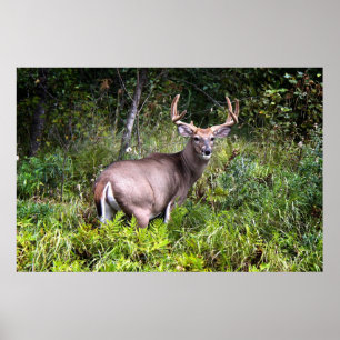 White-Tailed Buck Canvas Poster
