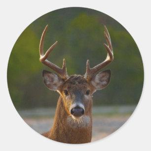 White-tailed Buck Classic Round Sticker