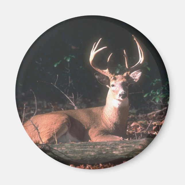 White Tailed Buck Deer Magnet (Front)