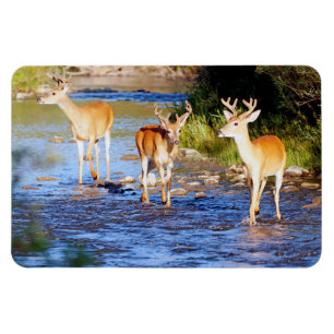 White tailed Buck Deer Magnet