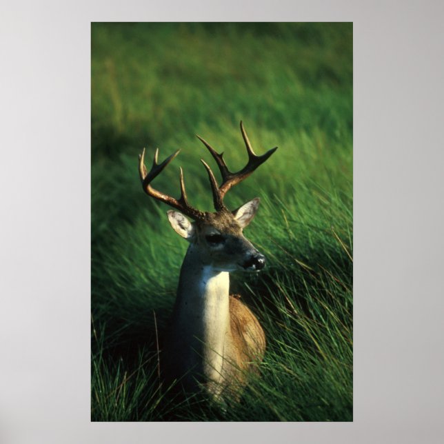 White-tailed Buck Poster (Front)
