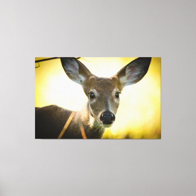White-tailed Button Buck Canvas Print (Front)
