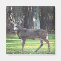 White tailed deer 2" magnet