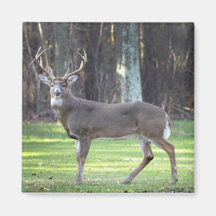 White tailed deer 2" magnet