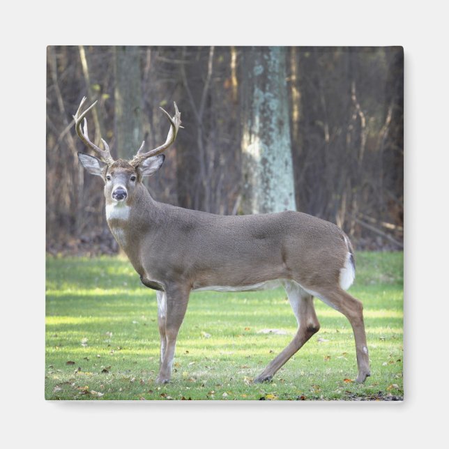 White tailed deer 2" magnet (Front)