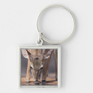 White tailed deer at waterhole key ring