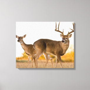 White-tailed Deer Autumn in Texas Canvas Print