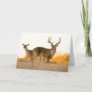 White-tailed Deer   Autumn in Texas Card