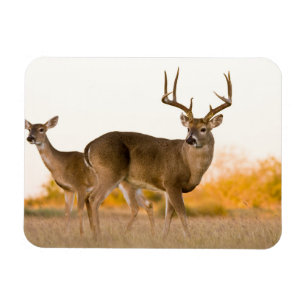 White-tailed Deer Autumn in Texas Magnet