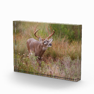 White-tailed Deer Autumn in Texas Photo Block