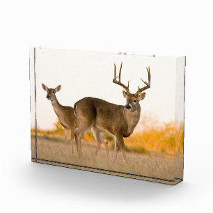 White-tailed Deer   Autumn in Texas Photo Block