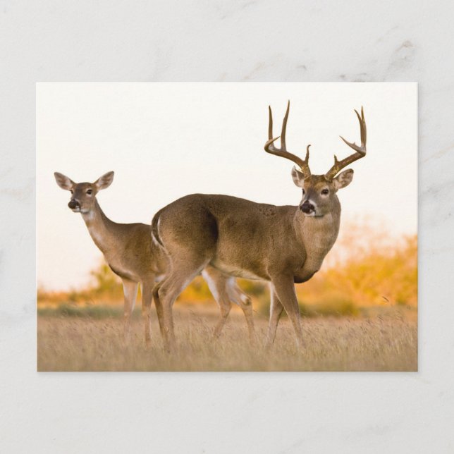 White-tailed Deer | Autumn in Texas Postcard (Front)