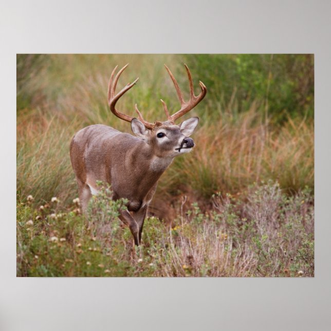 White-tailed Deer Autumn in Texas Poster (Front)