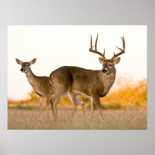 White-tailed Deer Autumn in Texas Poster