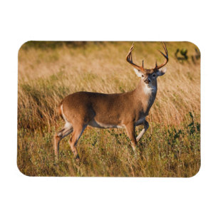 White-tailed Deer Autumn in TX Magnet