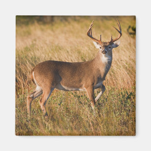 White-tailed Deer Autumn in TX Magnet