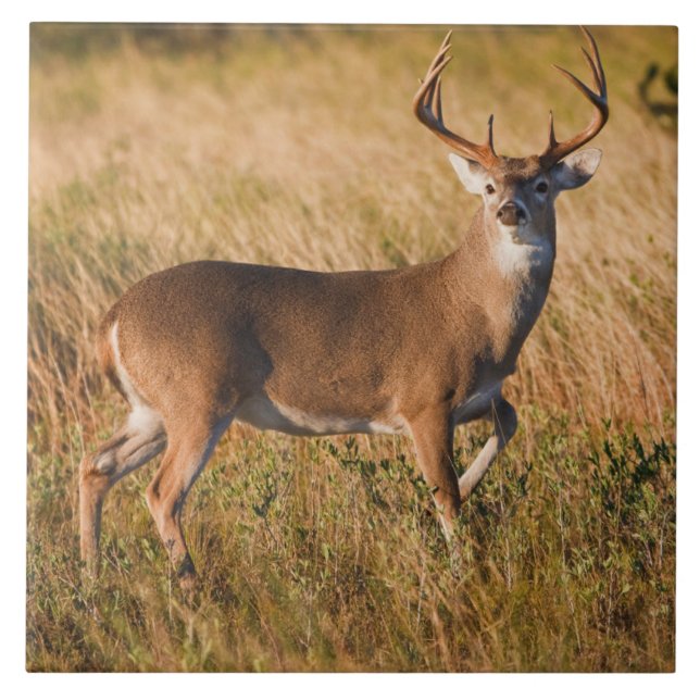 White-tailed Deer | Autumn in TX Tile (Front)