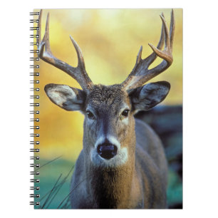 White-Tailed Deer   Autumn Notebook