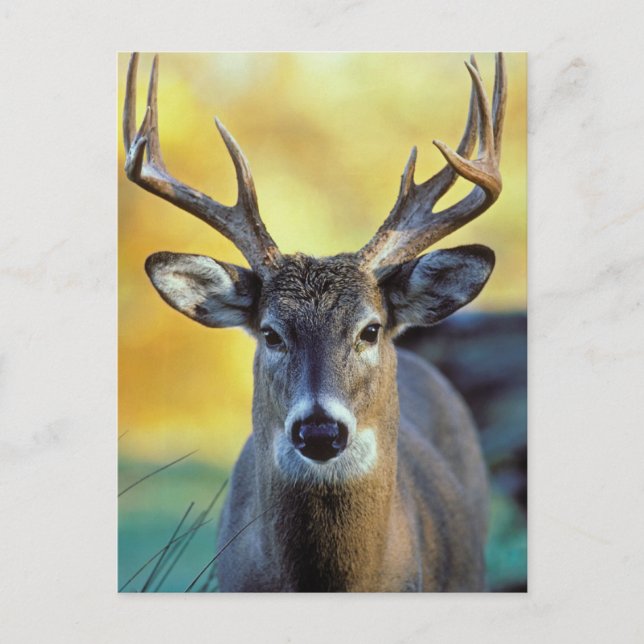 White-Tailed Deer | Autumn Postcard (Front)