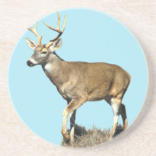 White Tailed Deer Buck Coaster