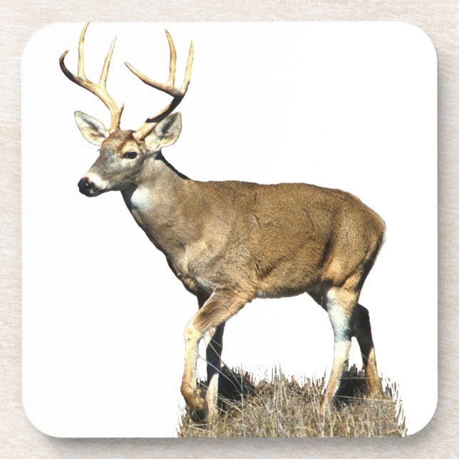 White Tailed Deer Buck Coaster (Front)